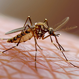 Pest removal services